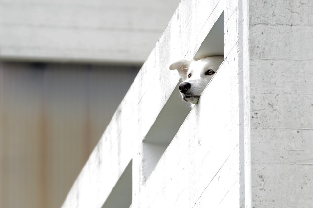 Biely pes sa pozerá cez betónové zábradlie na balkóne.jpg